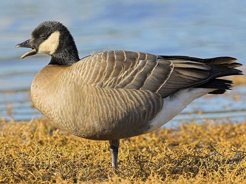 Cackling Goose