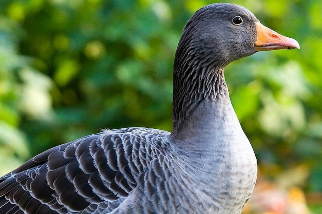 Greylag Goose